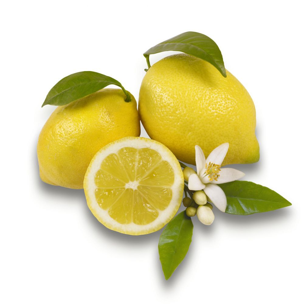 Citronnier citrus lemon