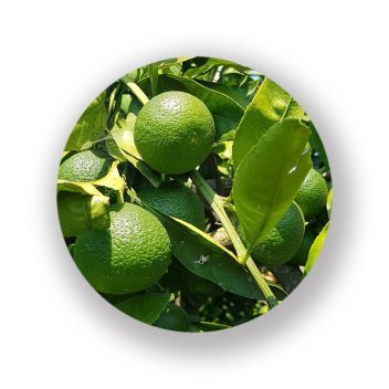 Green Mandarin