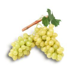 Common Grape Vine